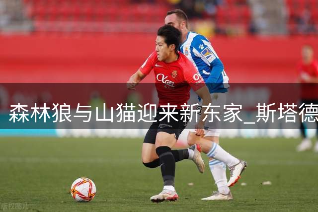 森林狼与山猫迎来新东家 斯塔德财团45亿入主